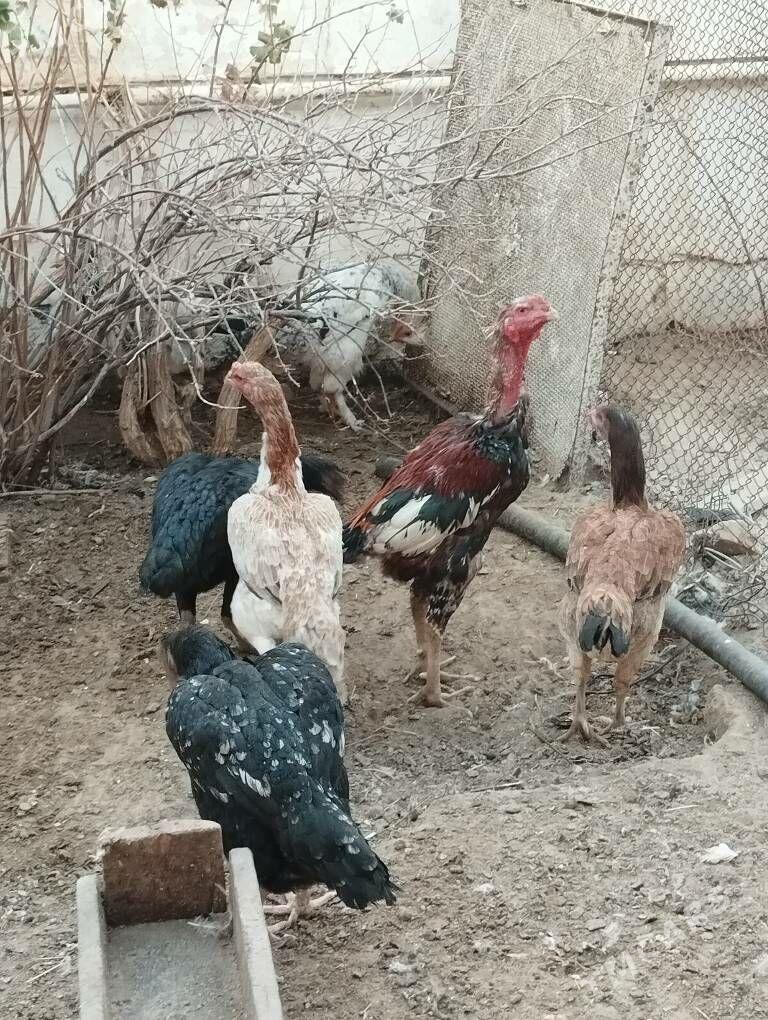 Ташкент порода бойцовый - Türkmenbaşy - img 2