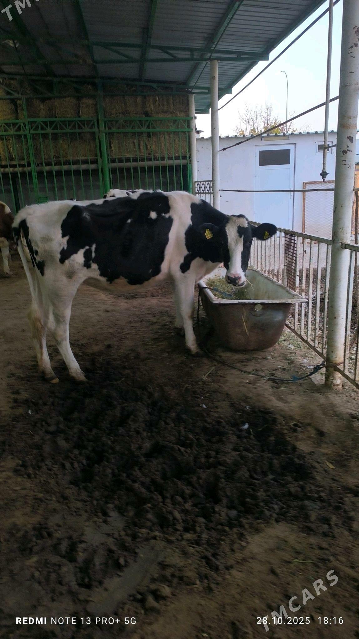 tuwe - Aşgabat - img 6