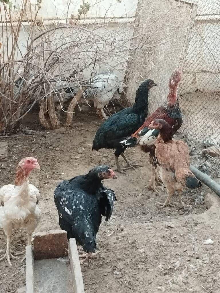 Ташкент порода бойцовый - Türkmenbaşy - img 1