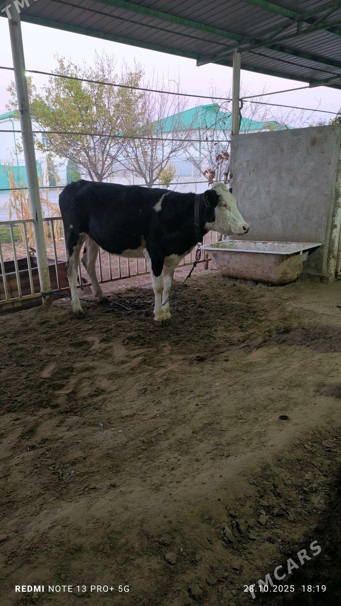 tuwe - Aşgabat - img 4