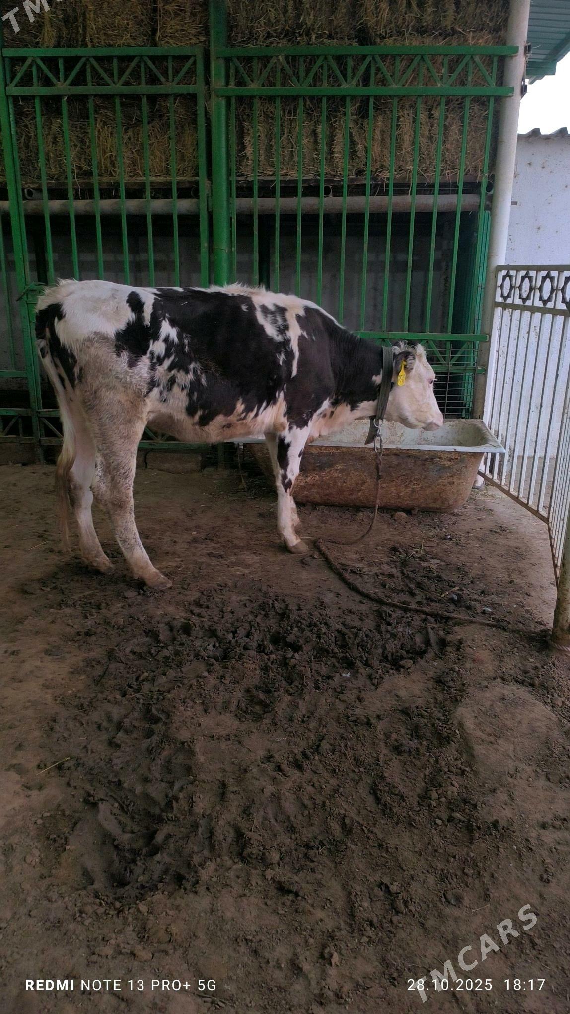 tuwe - Aşgabat - img 3