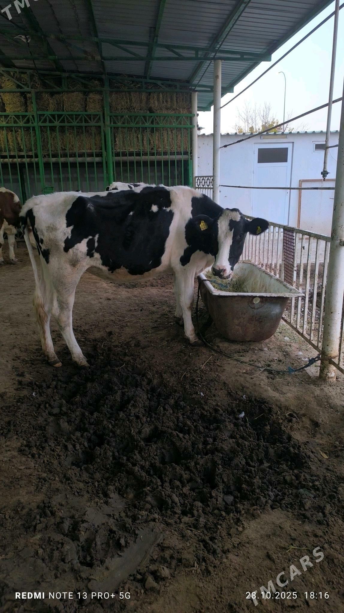 tuwe - Aşgabat - img 2