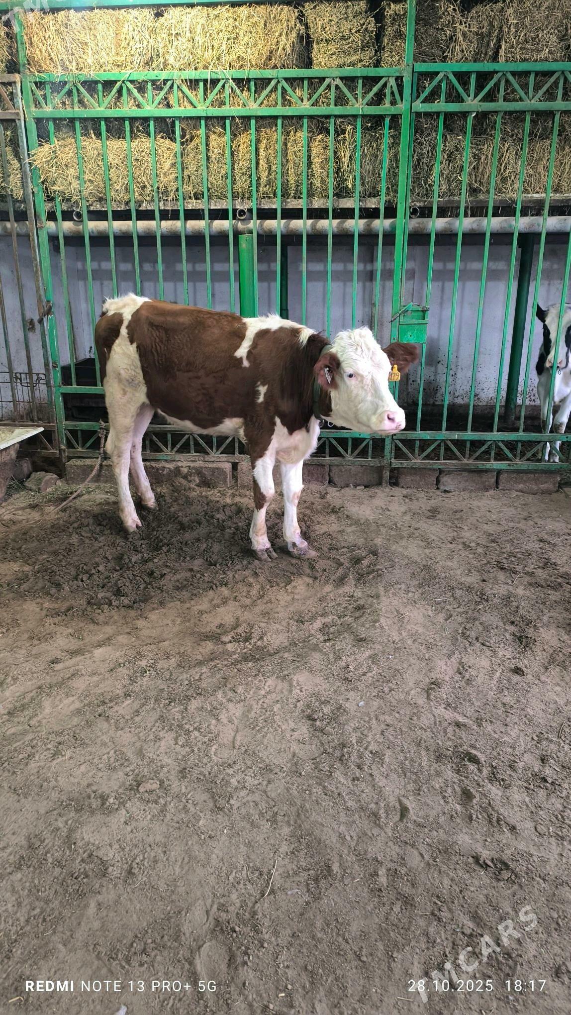 tuwe - Aşgabat - img 5