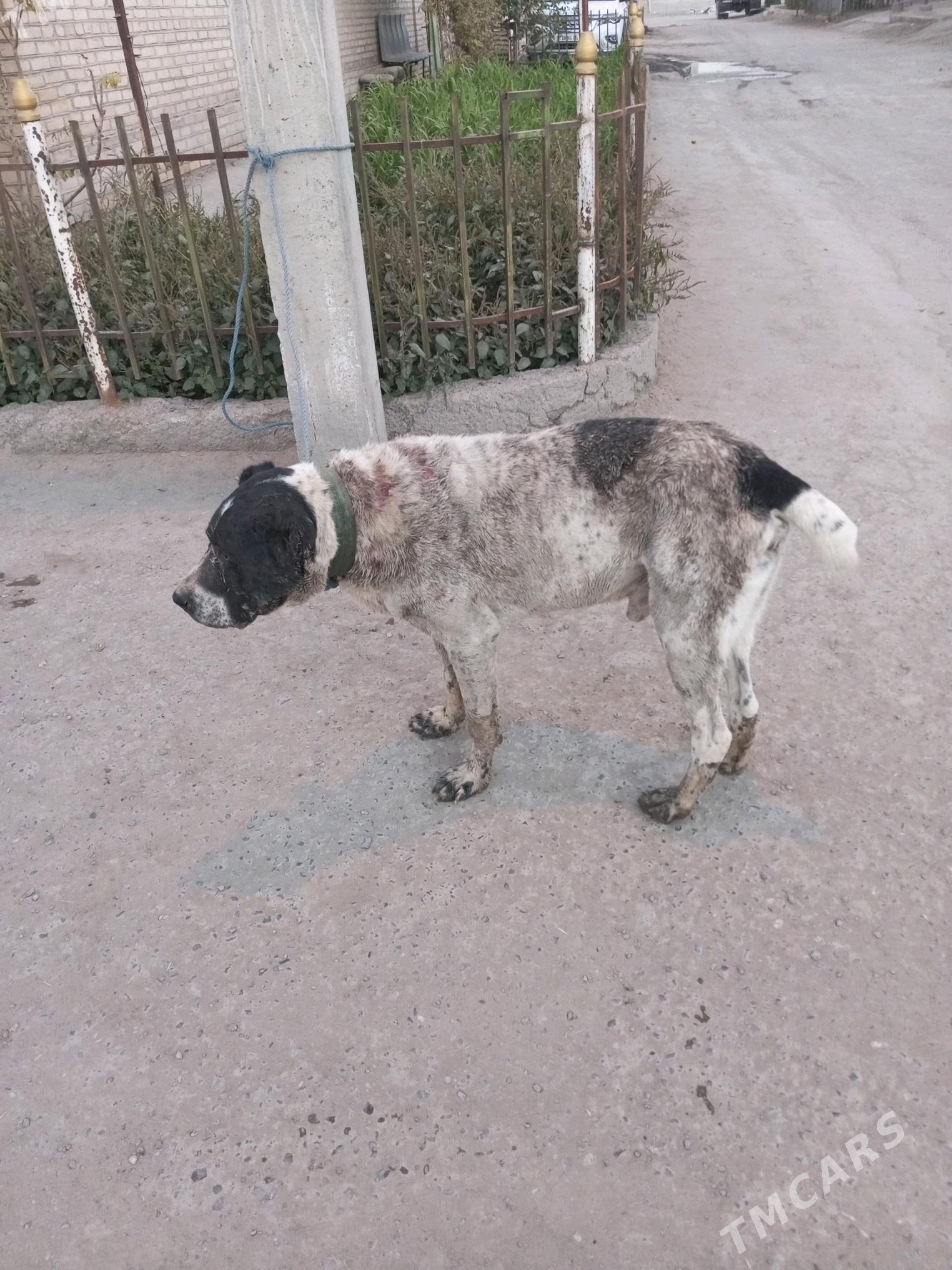 kara goz - Daşoguz - img 3