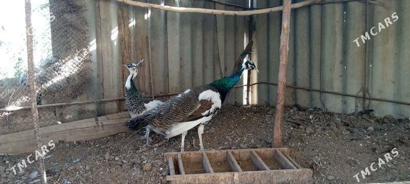 tawus gus - Mary - img 4