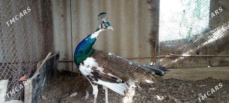 tawus gus - Mary - img 3