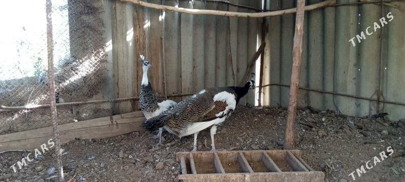 tawus gus - Mary - img 2