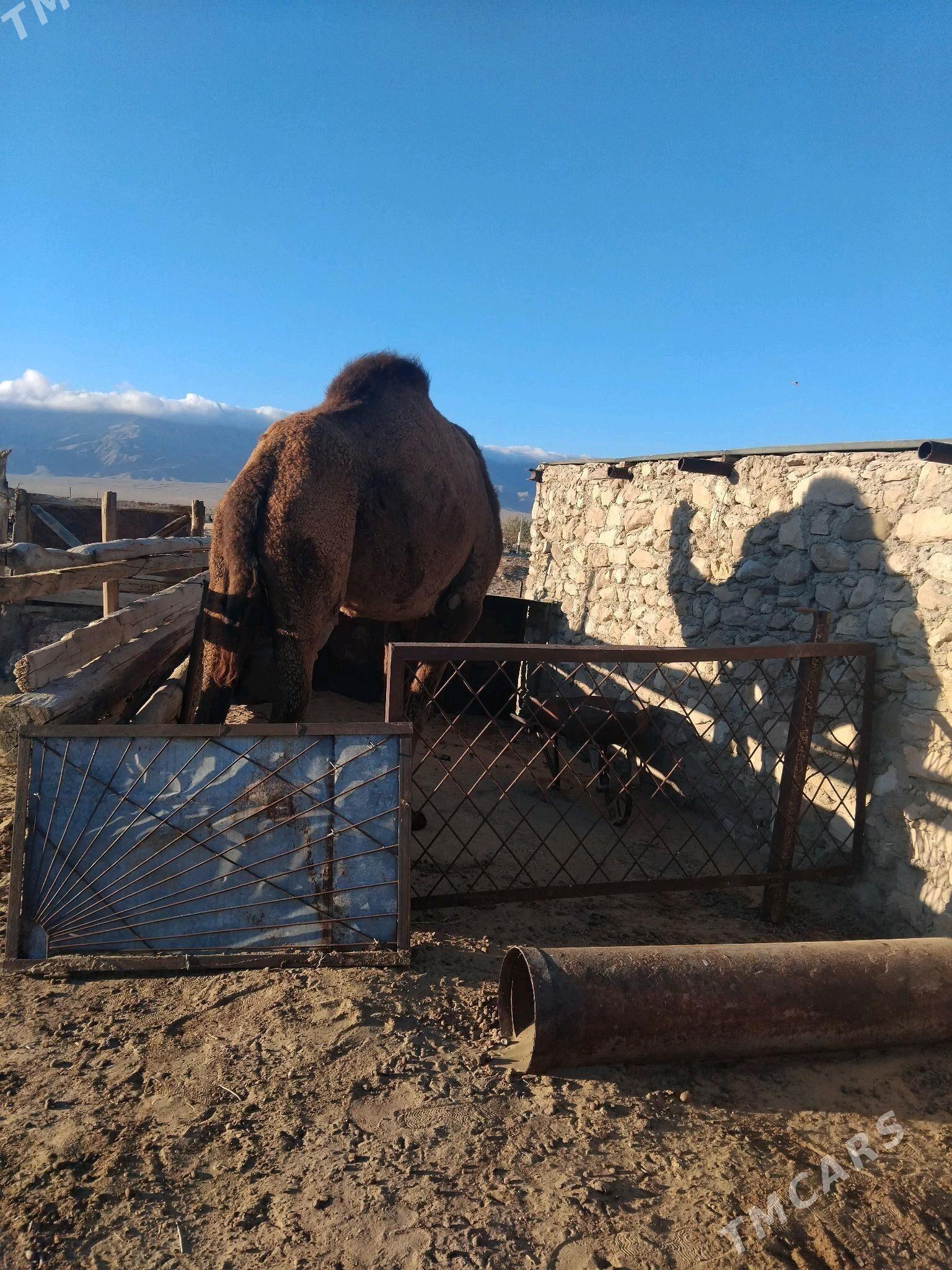 duye - Bereket - img 2