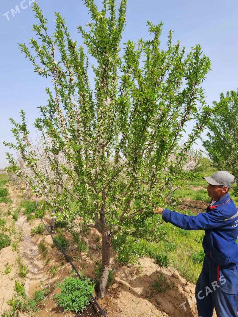 12 GEKTAR TAYIN BIZNESS - Aşgabat - img 2