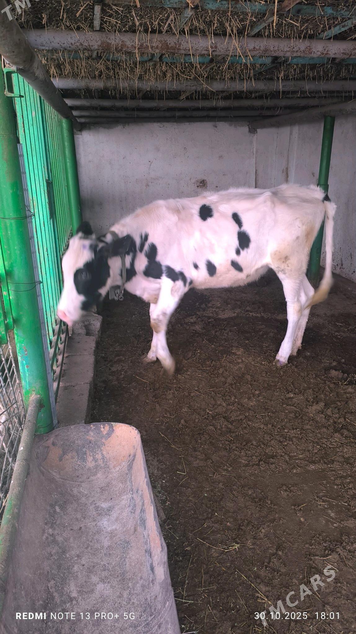 tuwe - Aşgabat - img 3