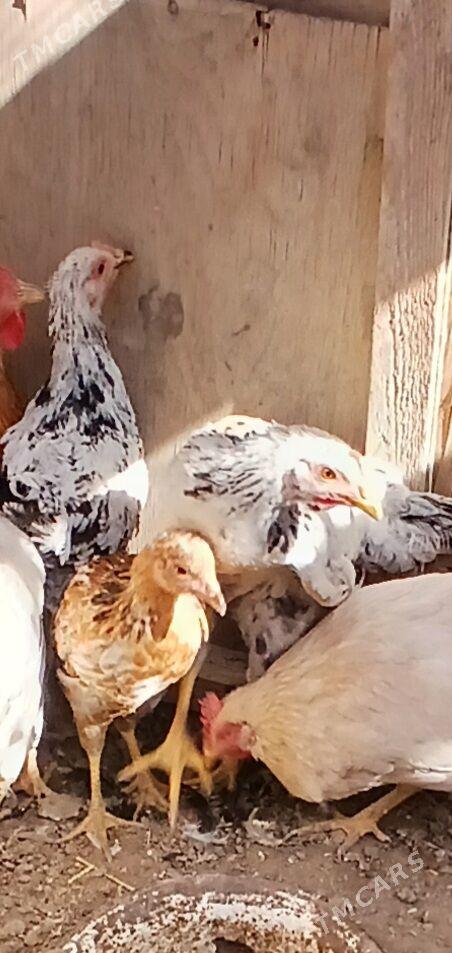 broy jujeler - Sakar - img 1