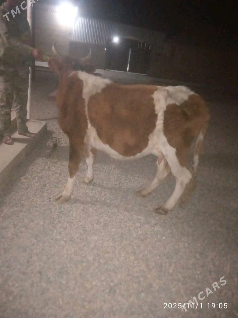 sygyr - Sakarçäge - img 3