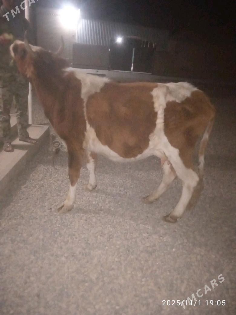 sygyr - Sakarçäge - img 2