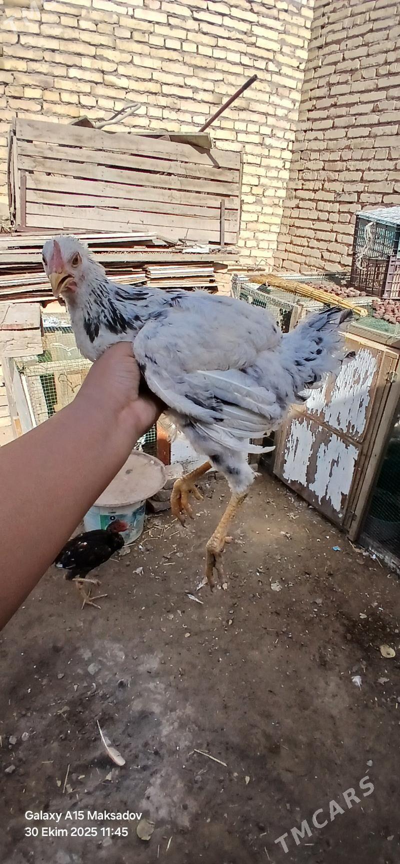 broy jujeler - Sakar - img 2