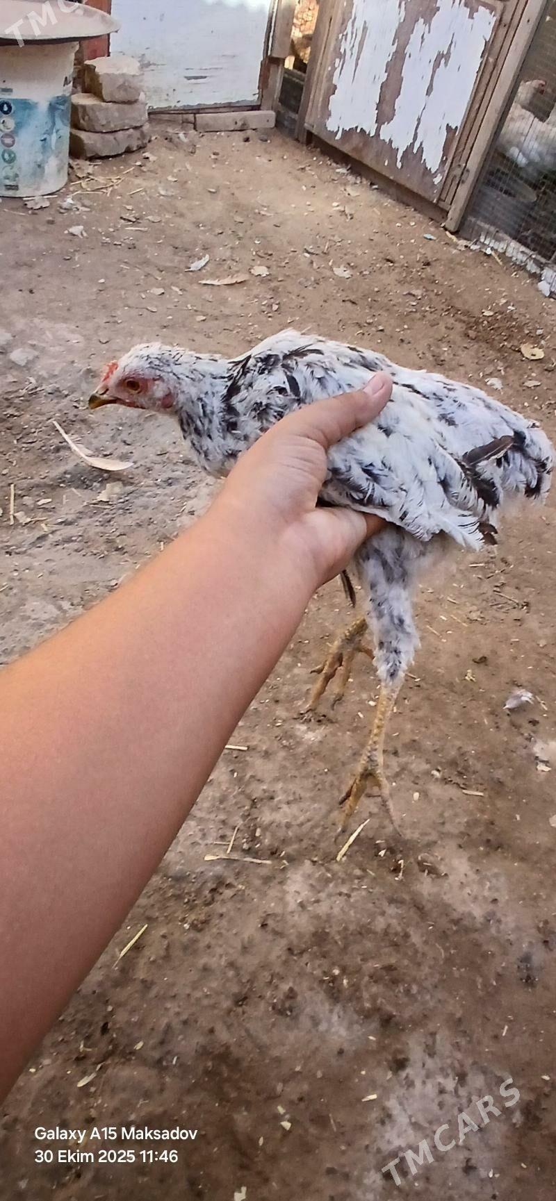 broy jujeler - Sakar - img 3