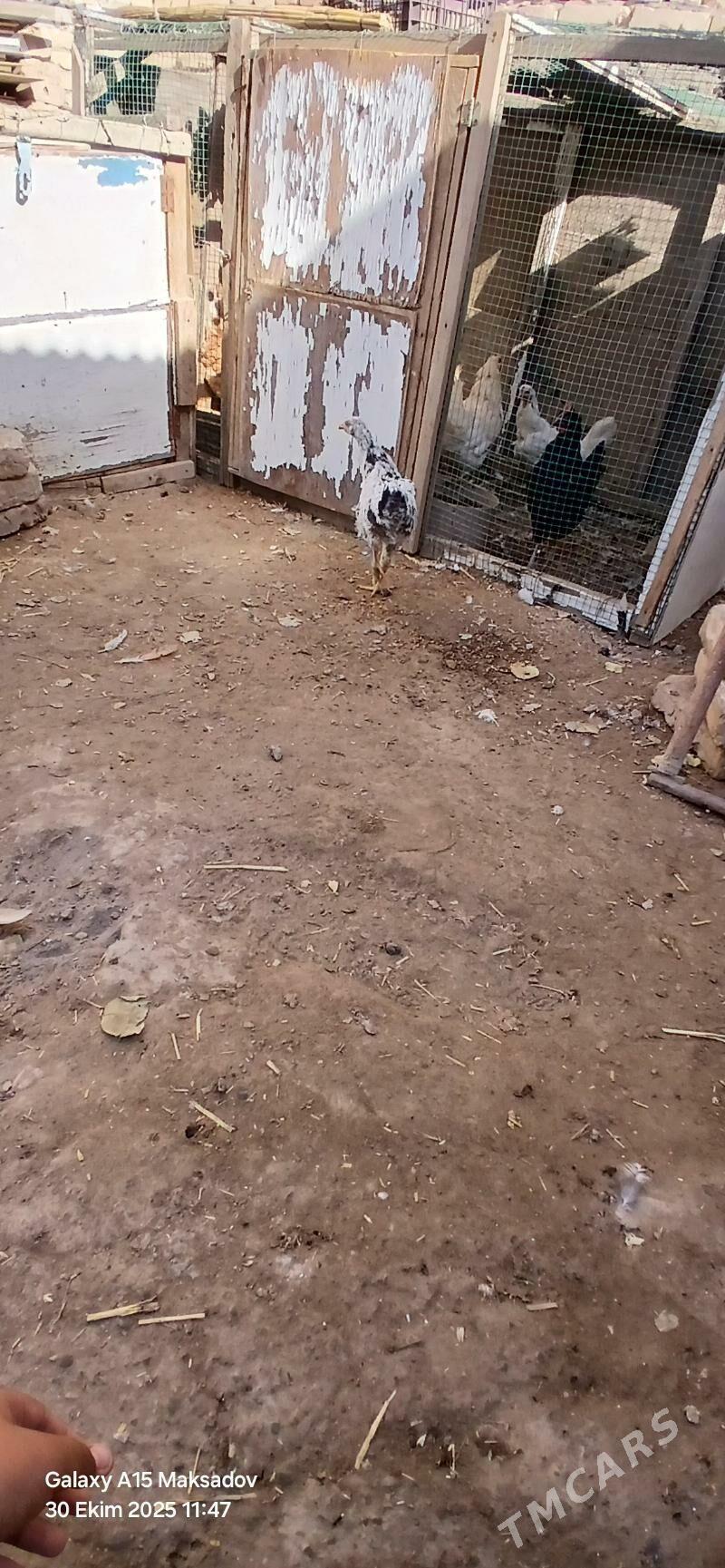 broy jujeler - Sakar - img 4