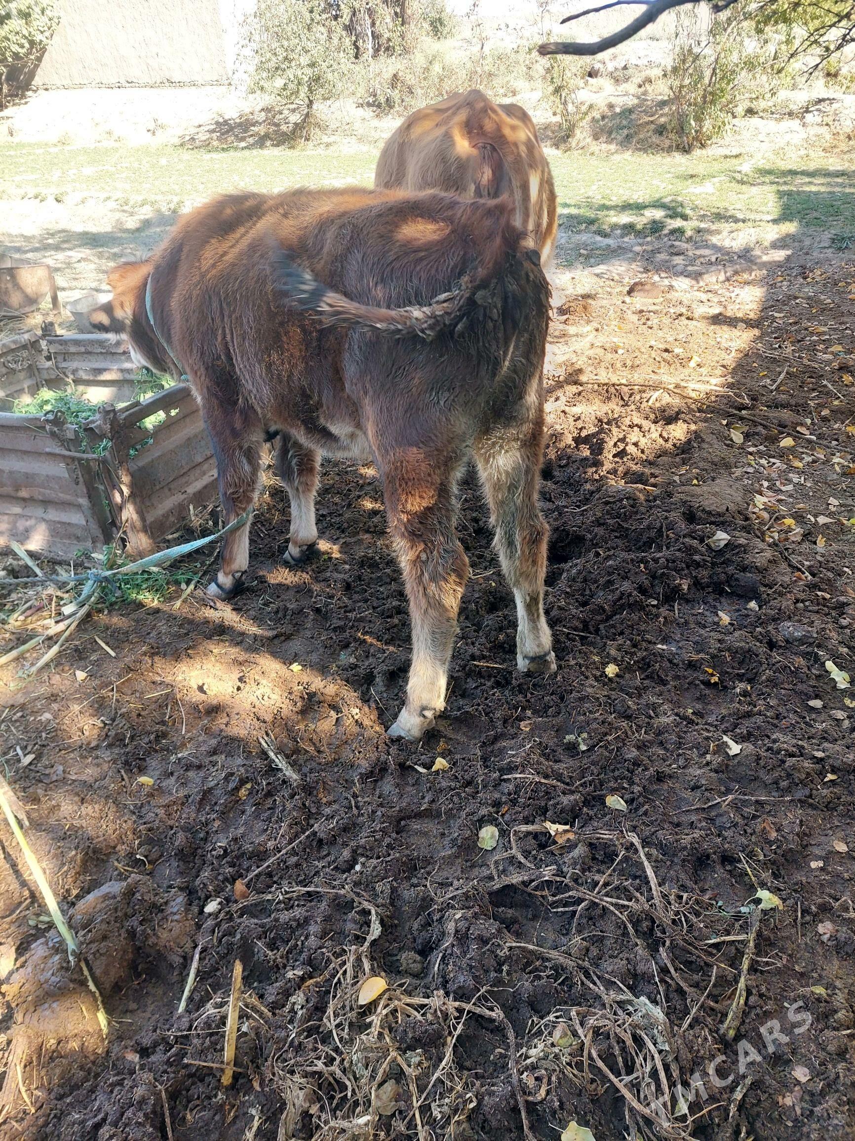 simental - Halaç - img 9