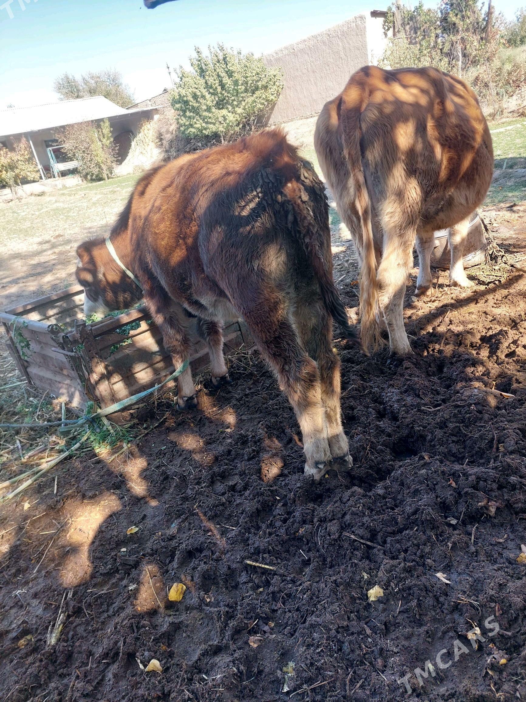 simental - Halaç - img 7