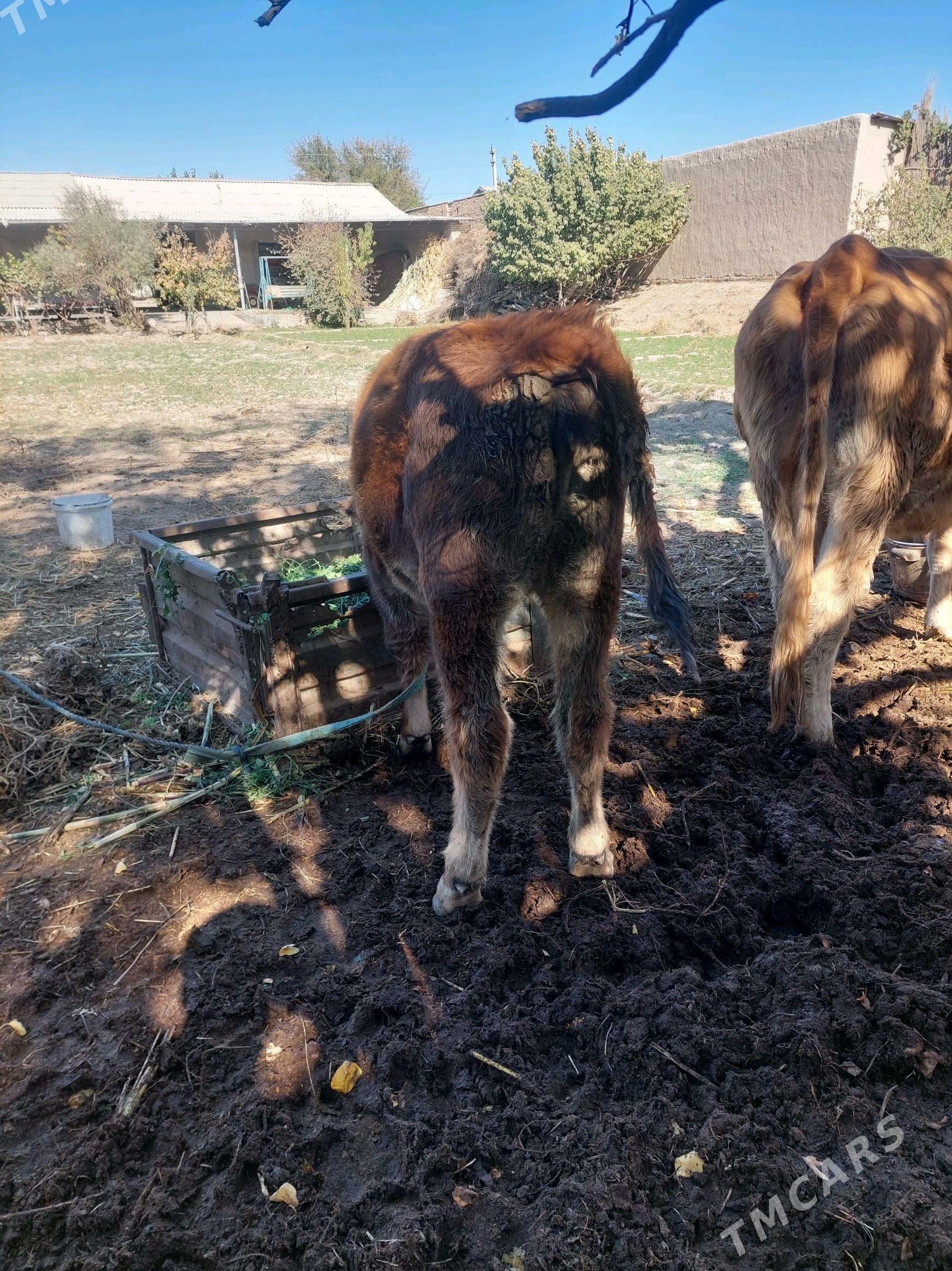 simental - Halaç - img 5