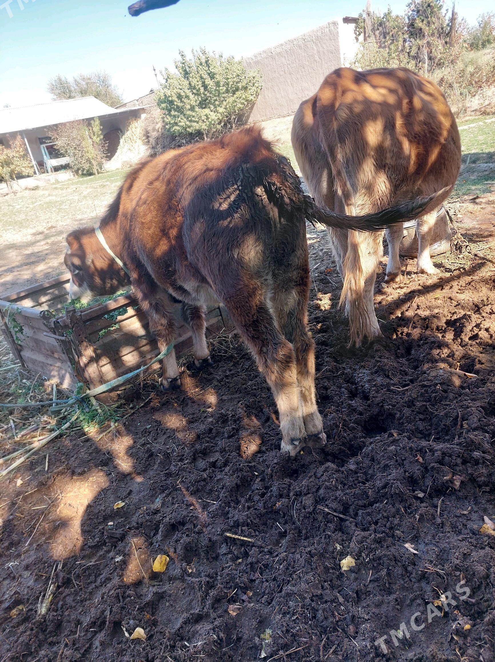 simental - Halaç - img 6