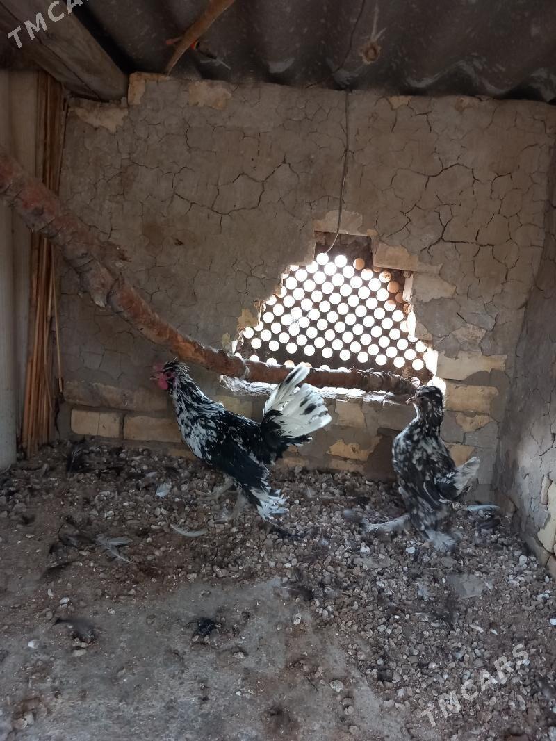 karlyk towyk - Mary - img 4