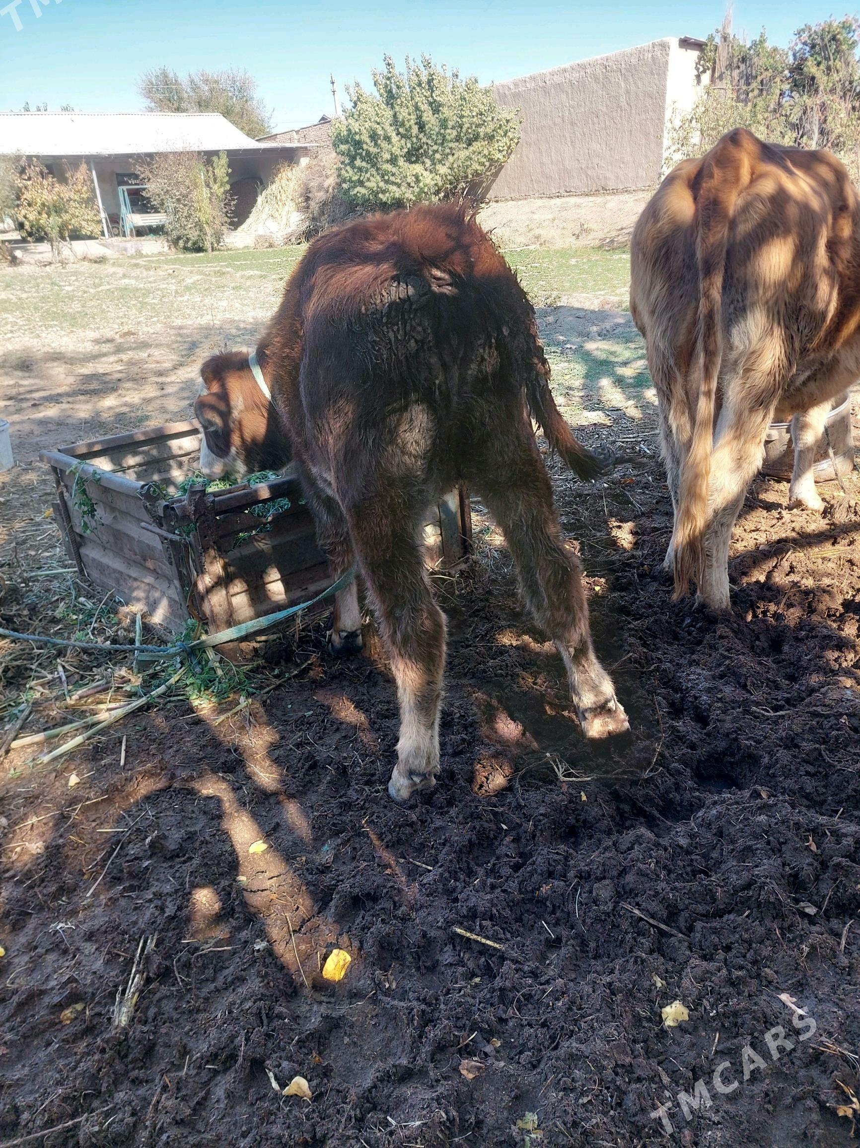 simental - Halaç - img 8