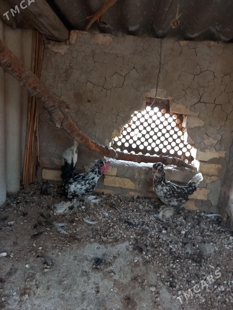 karlyk towyk - Mary - img 2