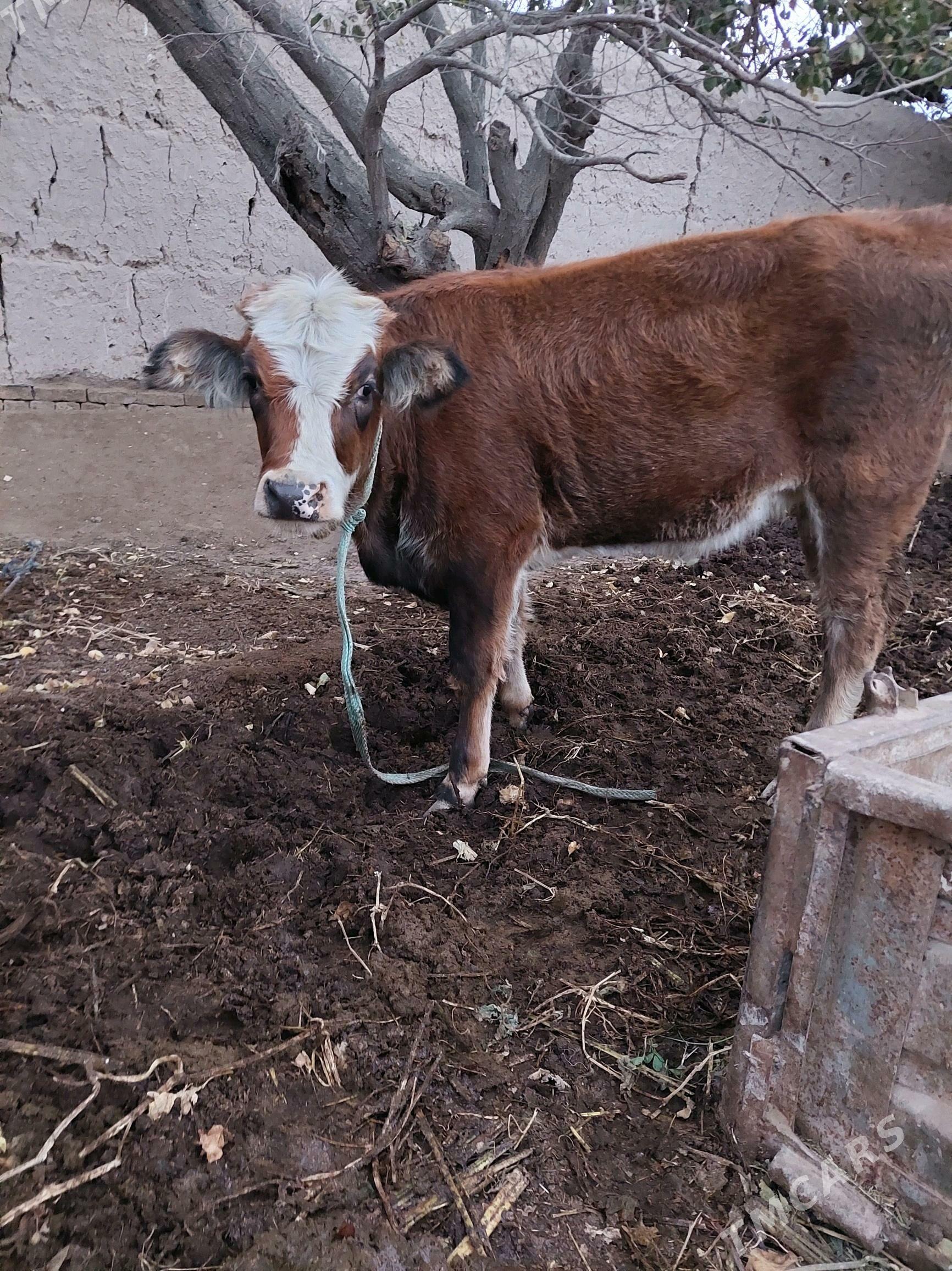 simental - Halaç - img 2