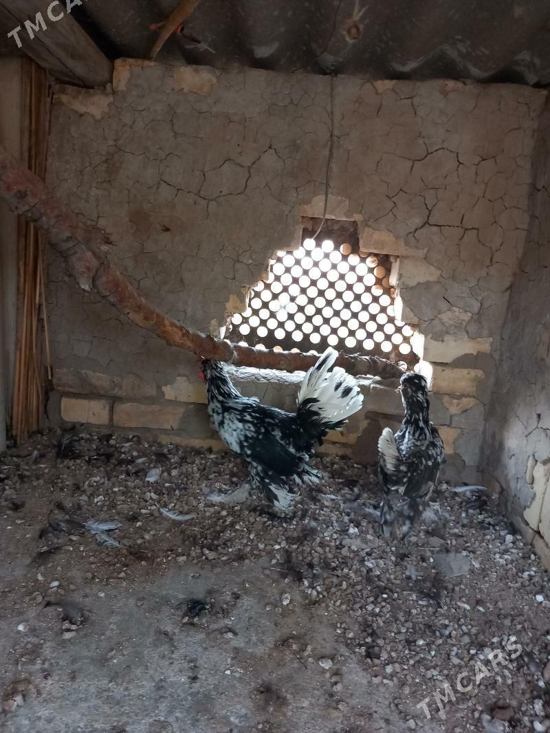 karlyk towyk - Mary - img 5