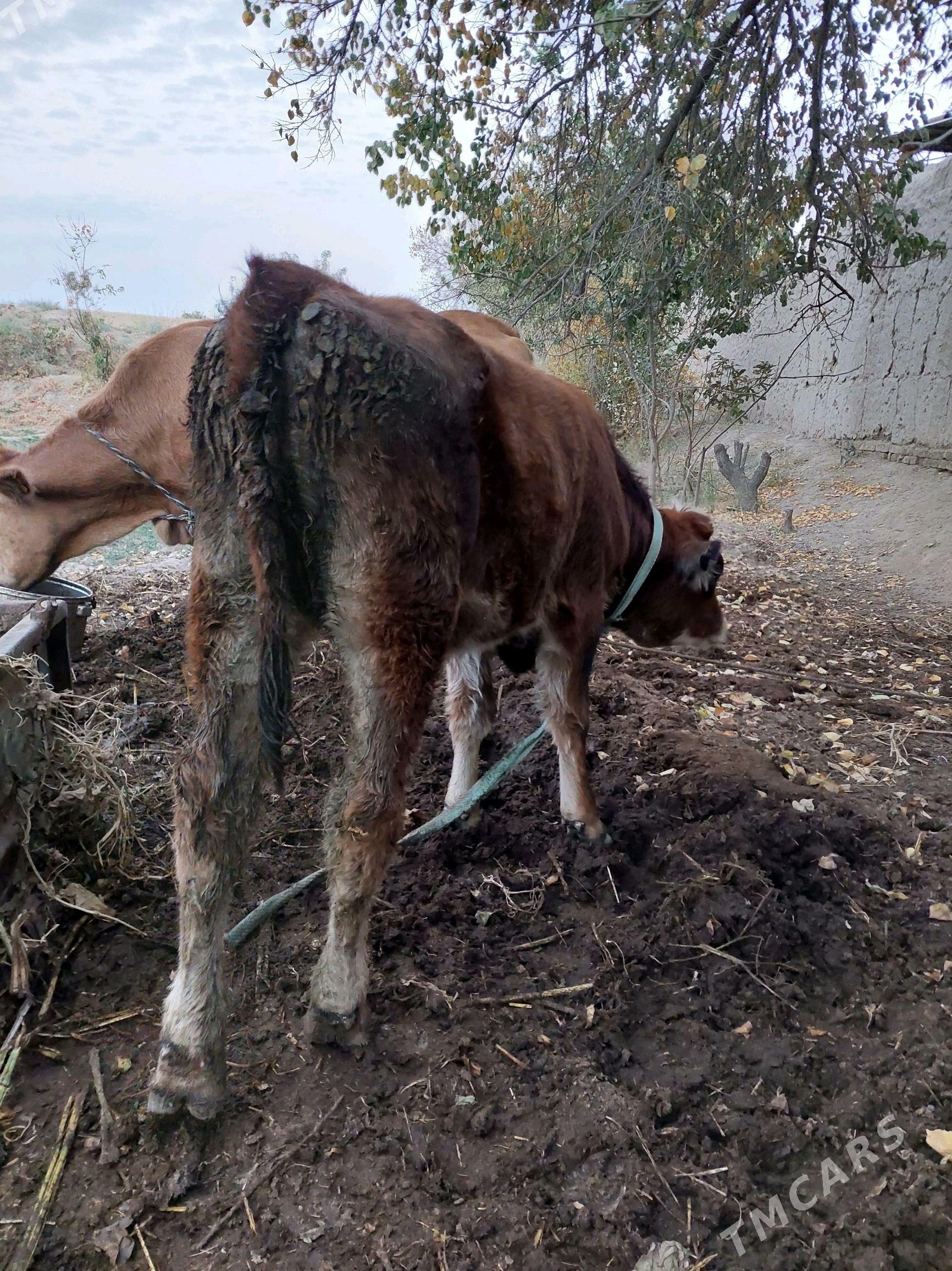 simental - Halaç - img 4