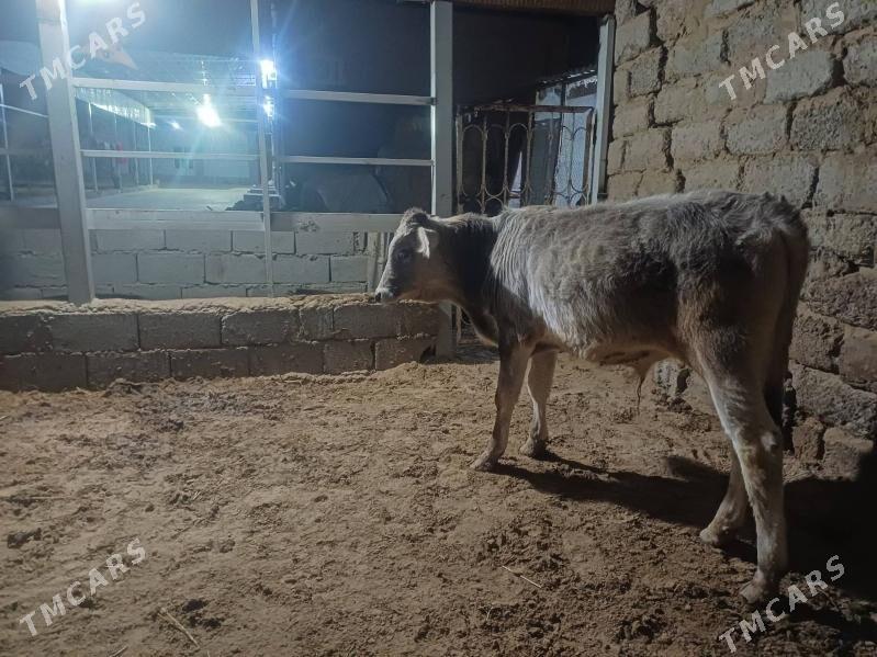 öküz - Büzmeýin - img 4