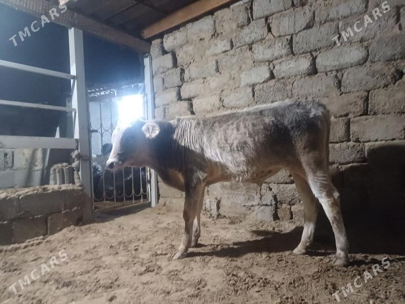 öküz - Büzmeýin - img 6