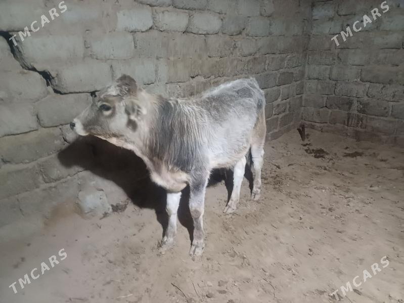 öküz - Büzmeýin - img 1