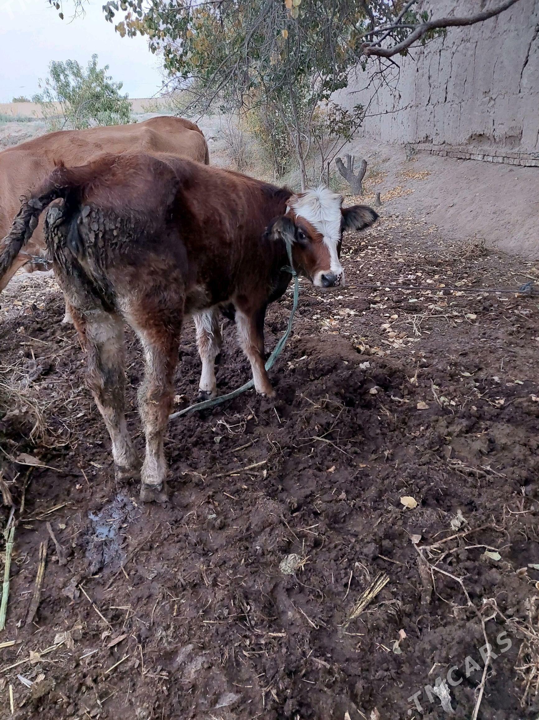 simental - Halaç - img 3