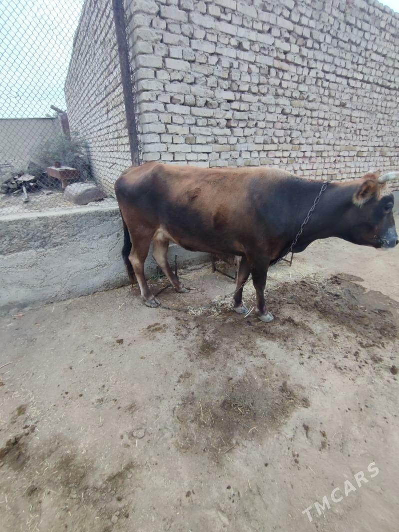 Göleli Sygyr - Kaka - img 3