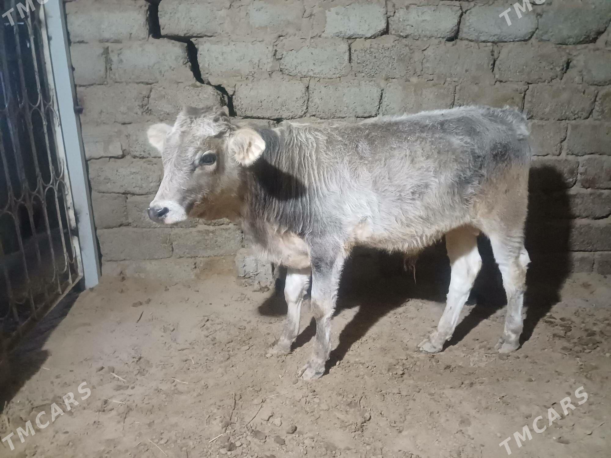 öküz - Büzmeýin - img 3