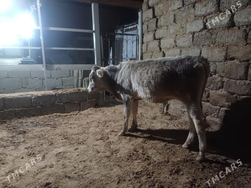 öküz - Büzmeýin - img 5