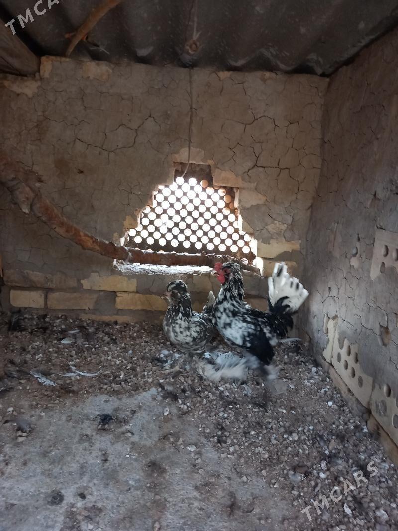 karlyk towyk - Mary - img 6