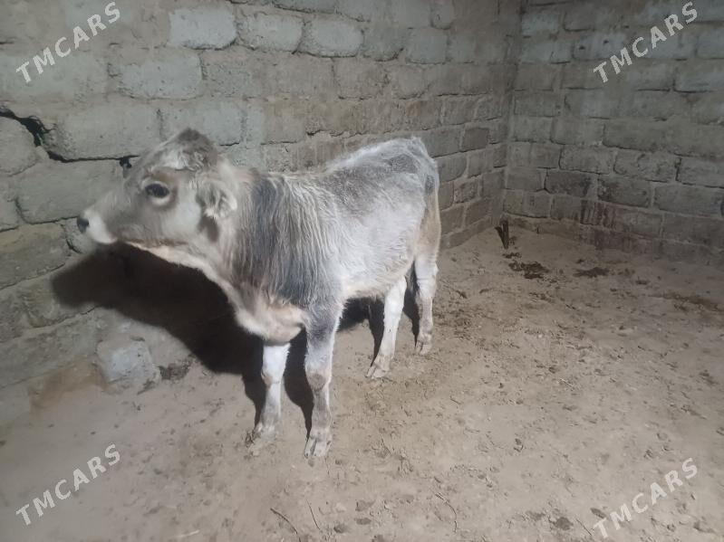 öküz - Büzmeýin - img 2