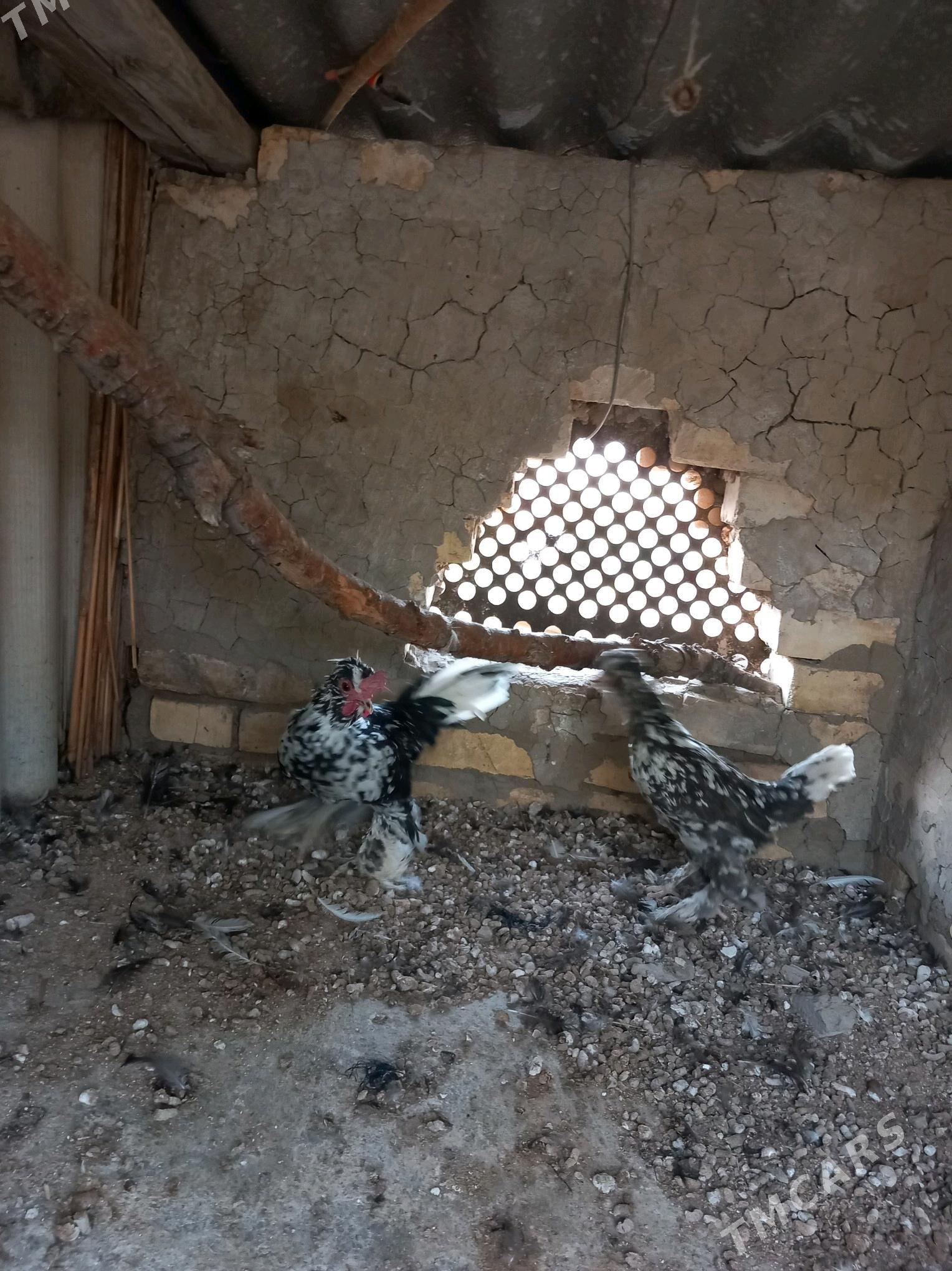 karlyk towyk - Mary - img 3