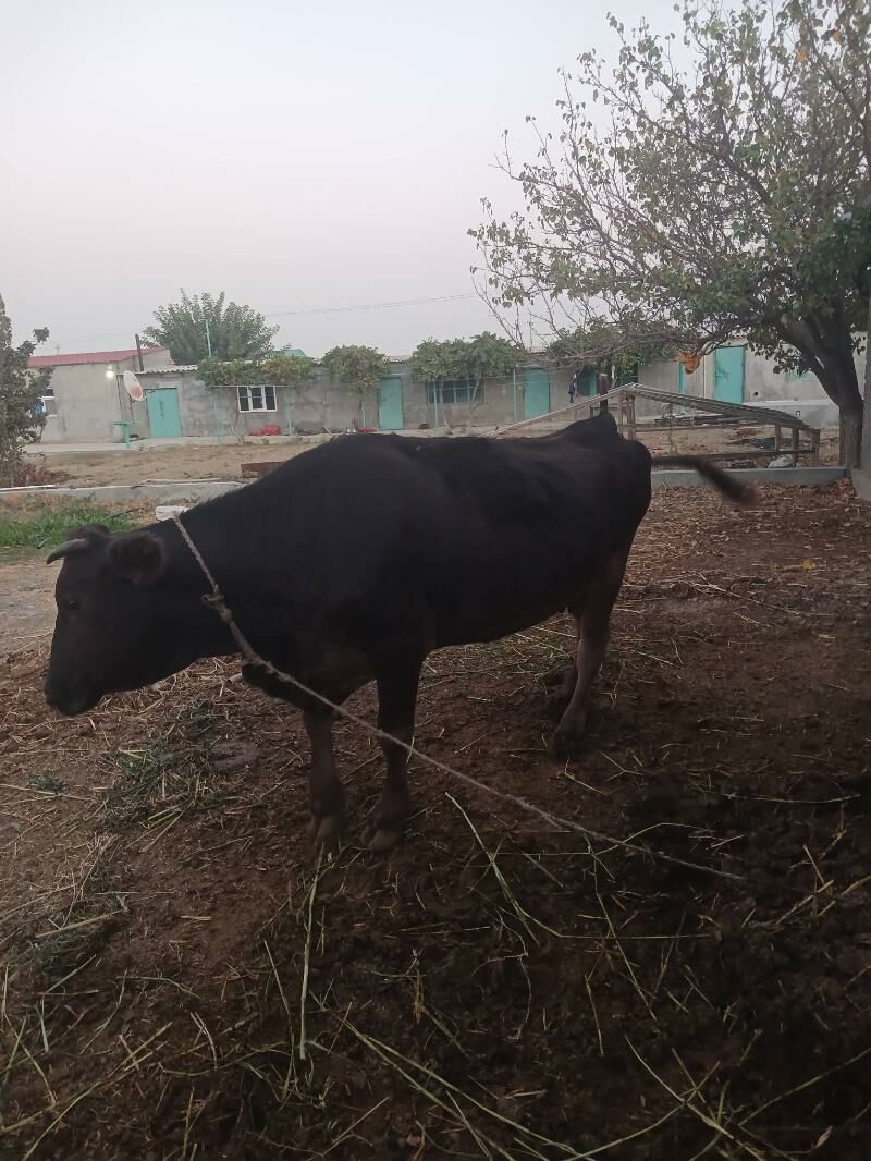 Sygyr - Bäherden - img 3