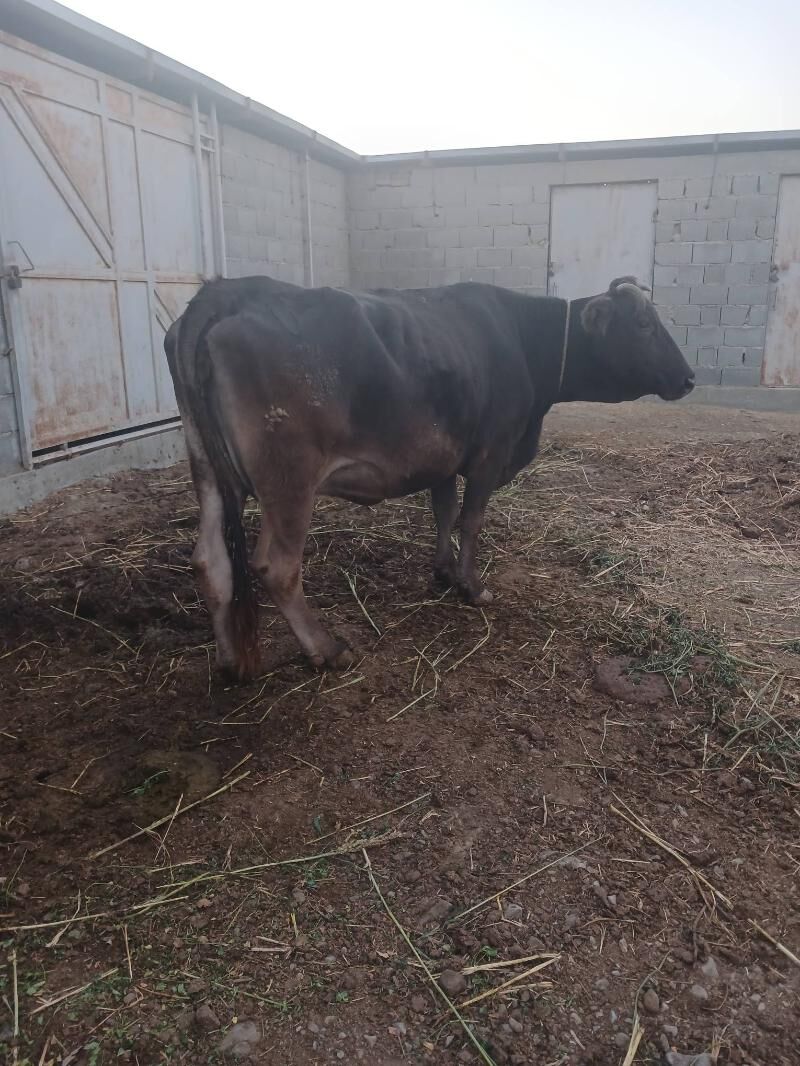 Sygyr - Bäherden - img 2