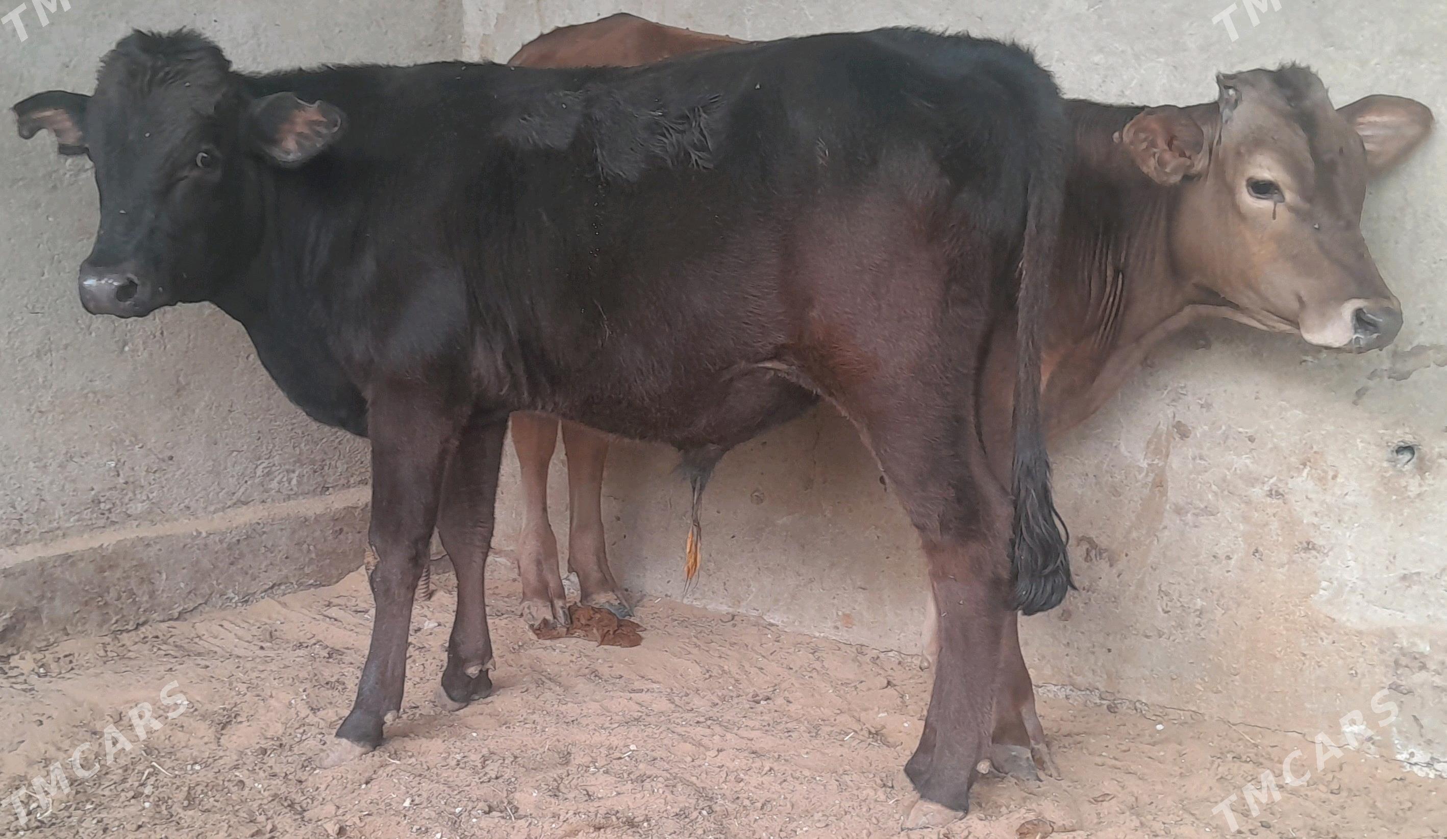 okuz - Bagyr - img 1