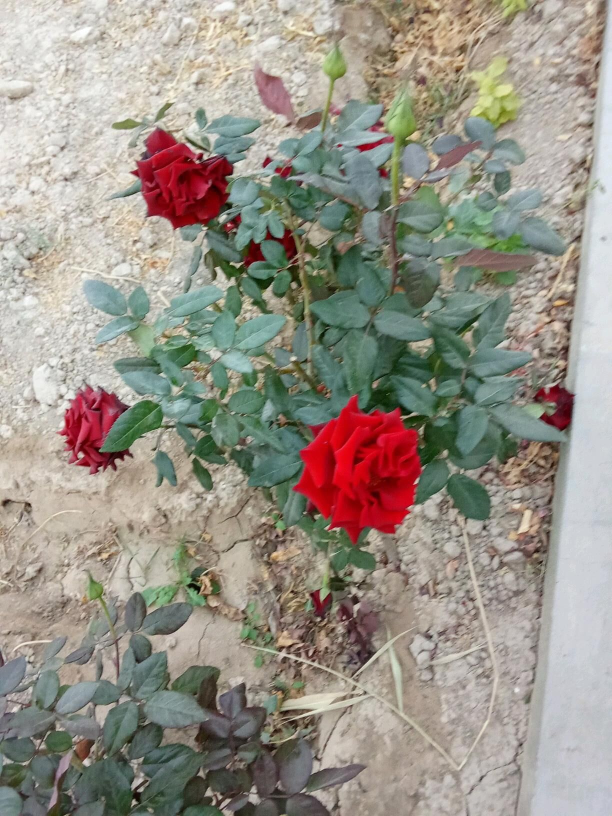 Güller we bezeg baglaryg - Kaka - img 2