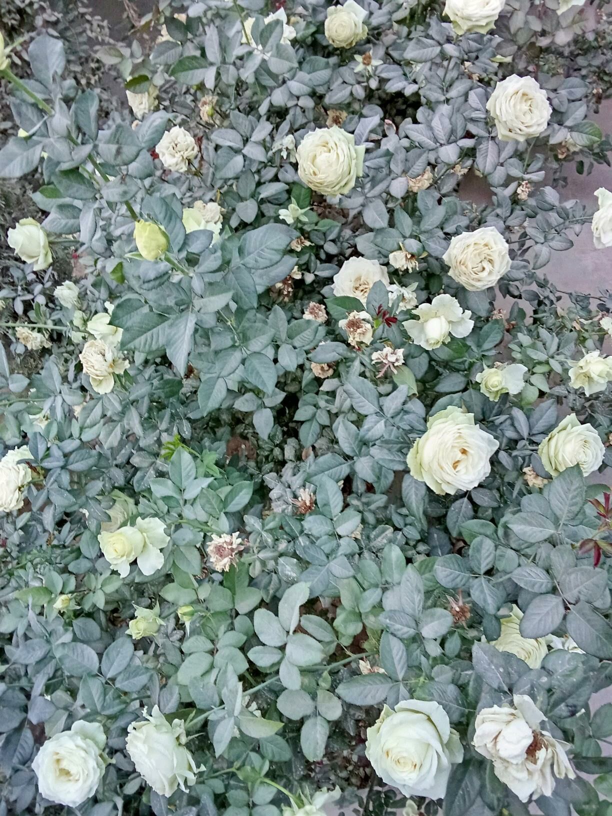 Güller we bezeg baglaryg - Kaka - img 4