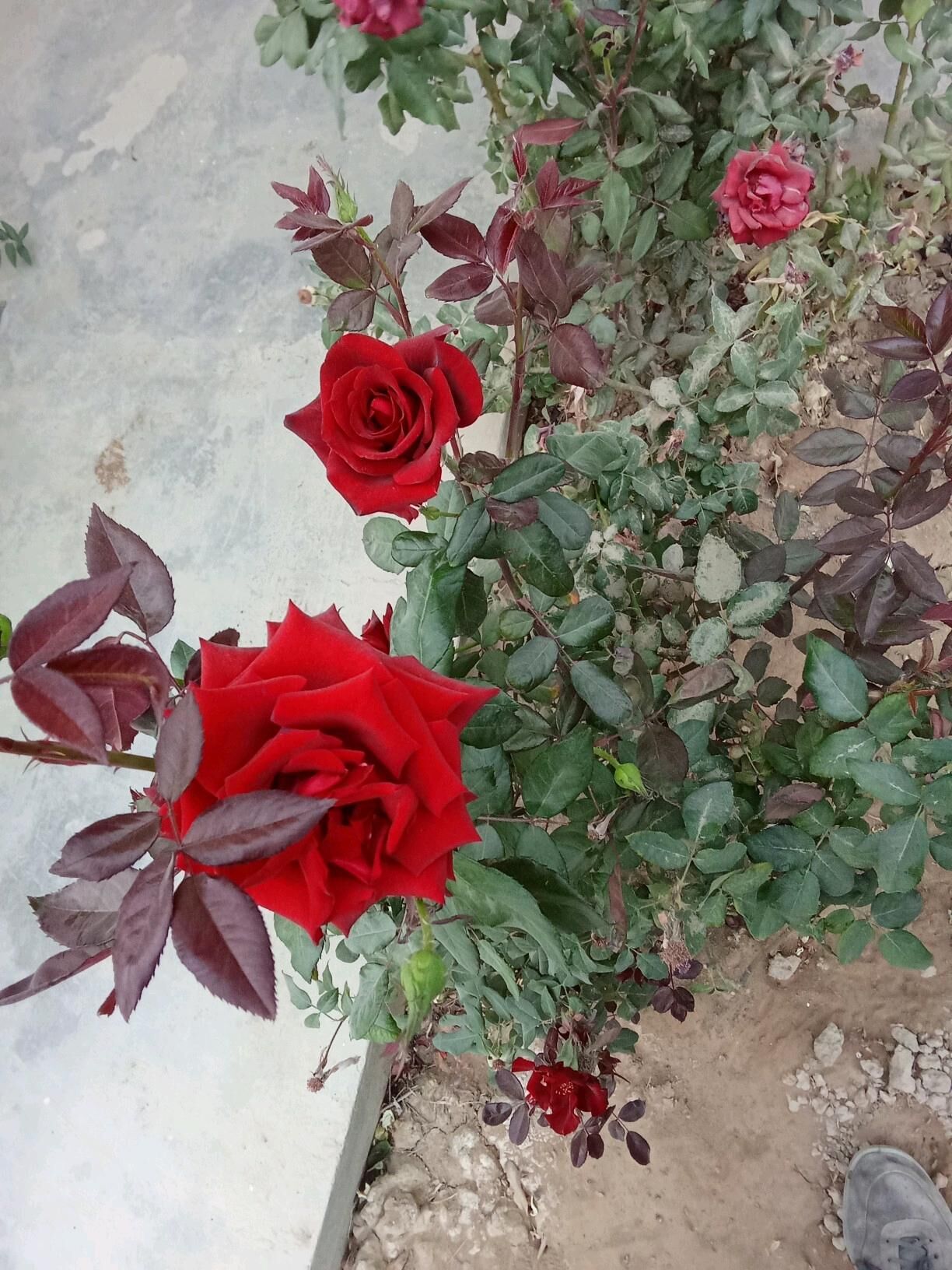 Güller we bezeg baglaryg - Kaka - img 3