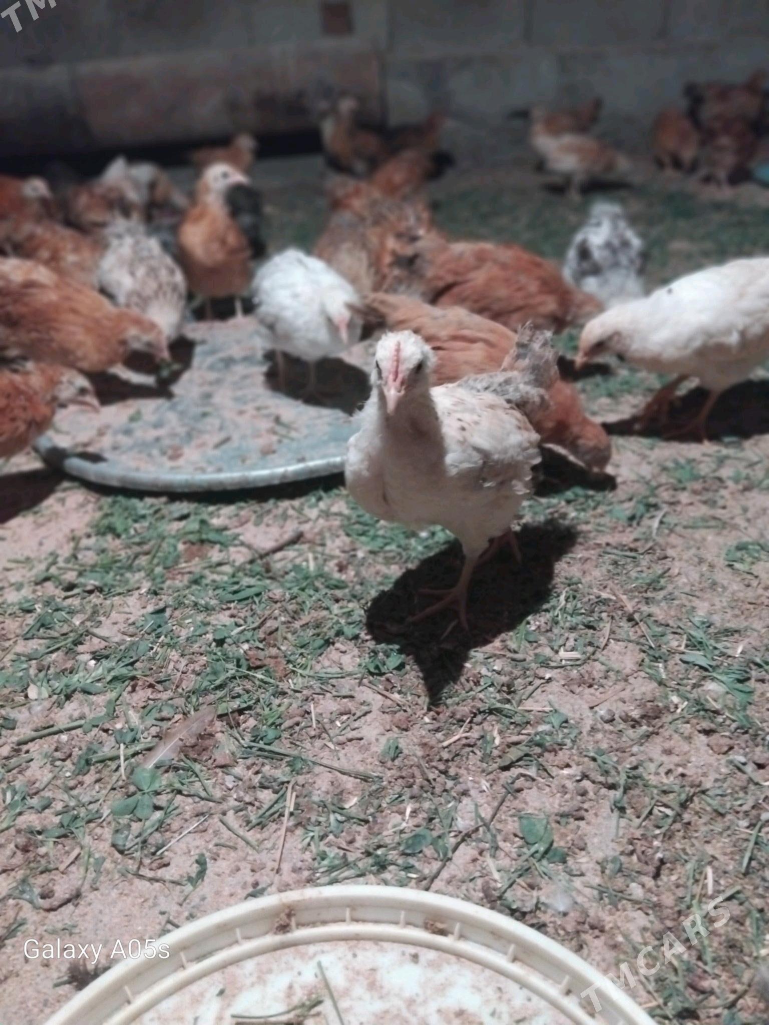 juyje - Gökdepe - img 2