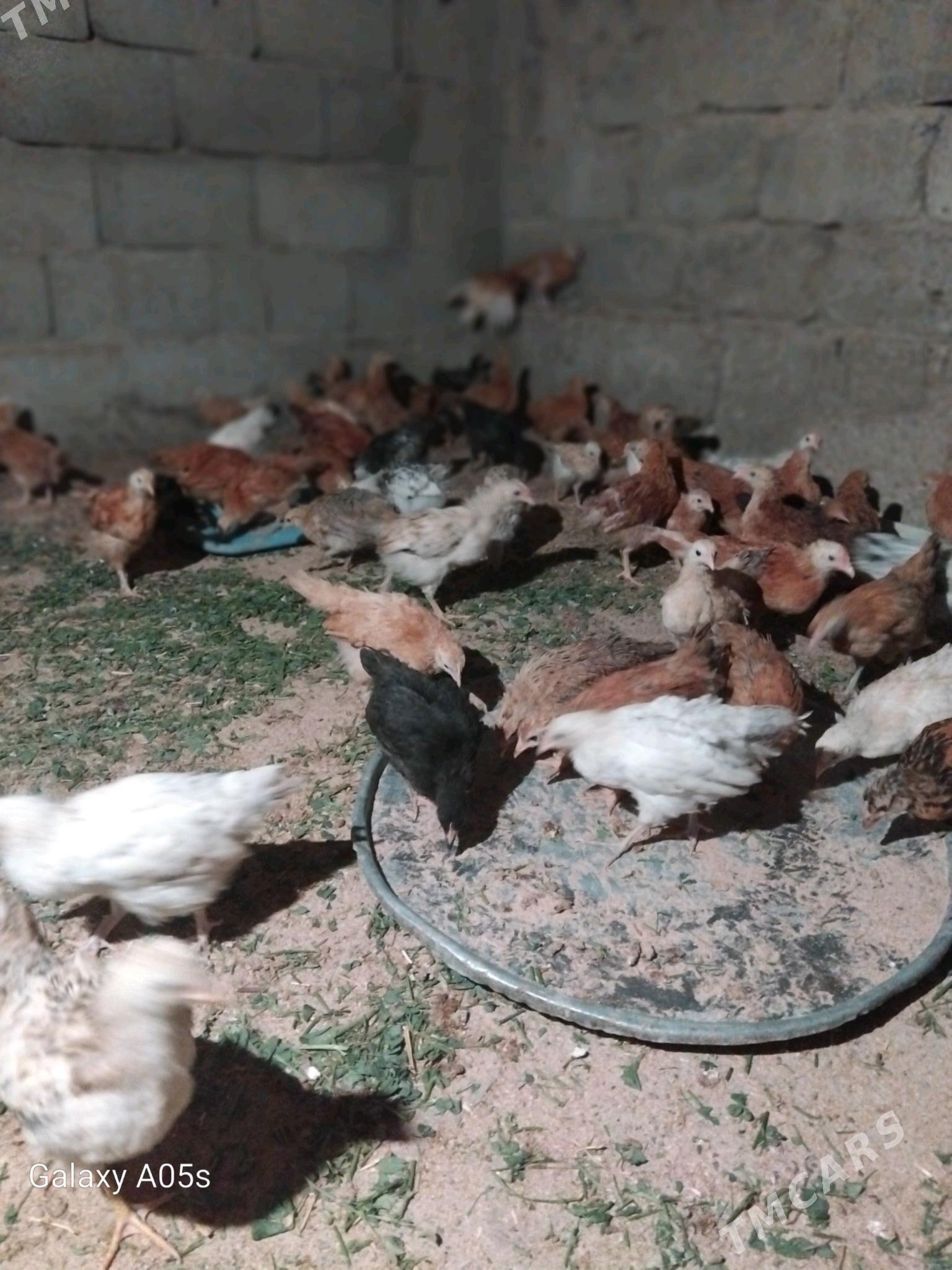 juyje - Gökdepe - img 3