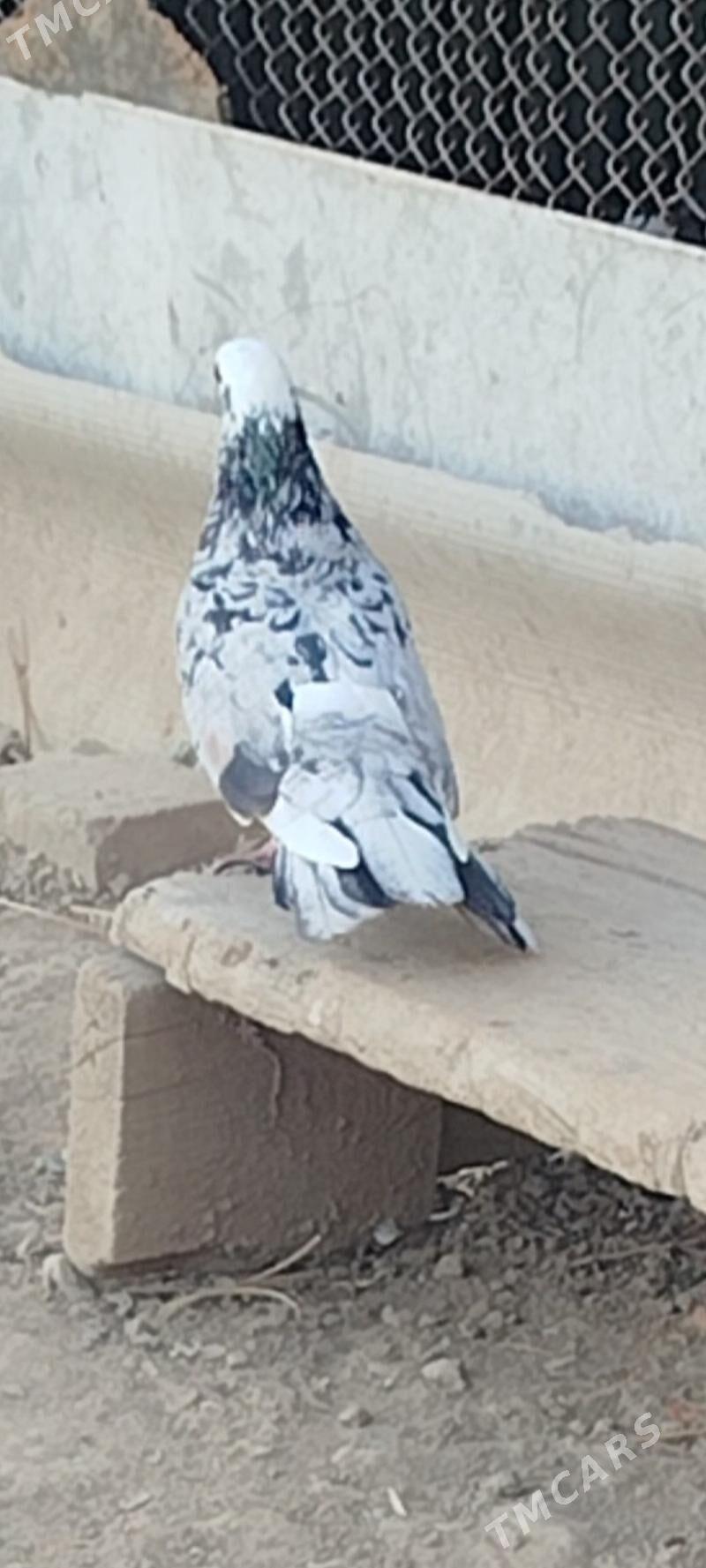 kepderi - Мары - img 6