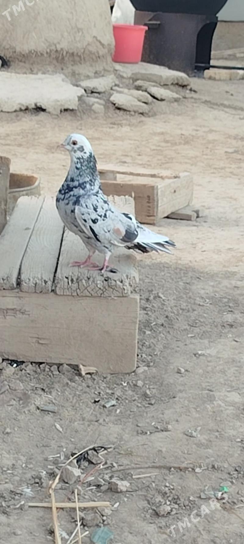 kepderi - Мары - img 5